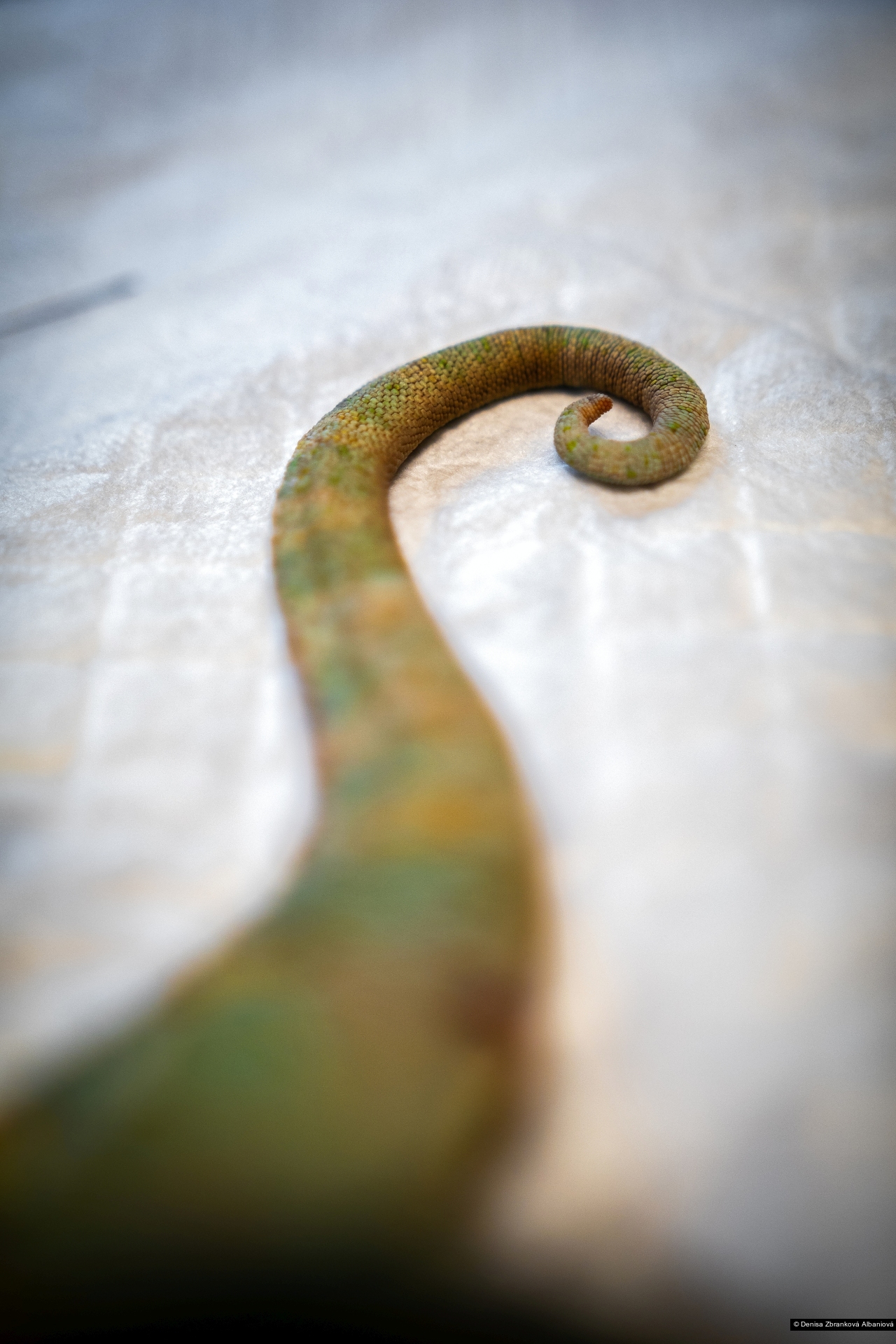 Denisa Zbranková Albaniová