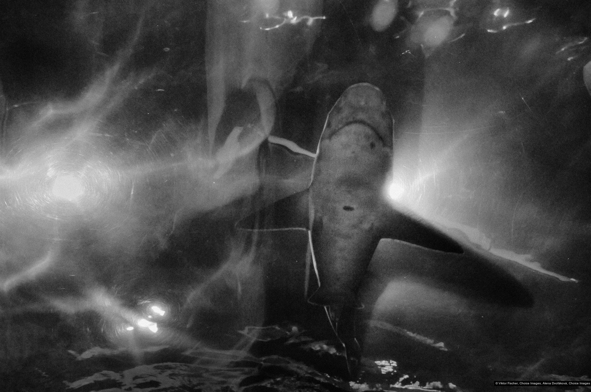 Viktor Fischer, Alena Dvořáková