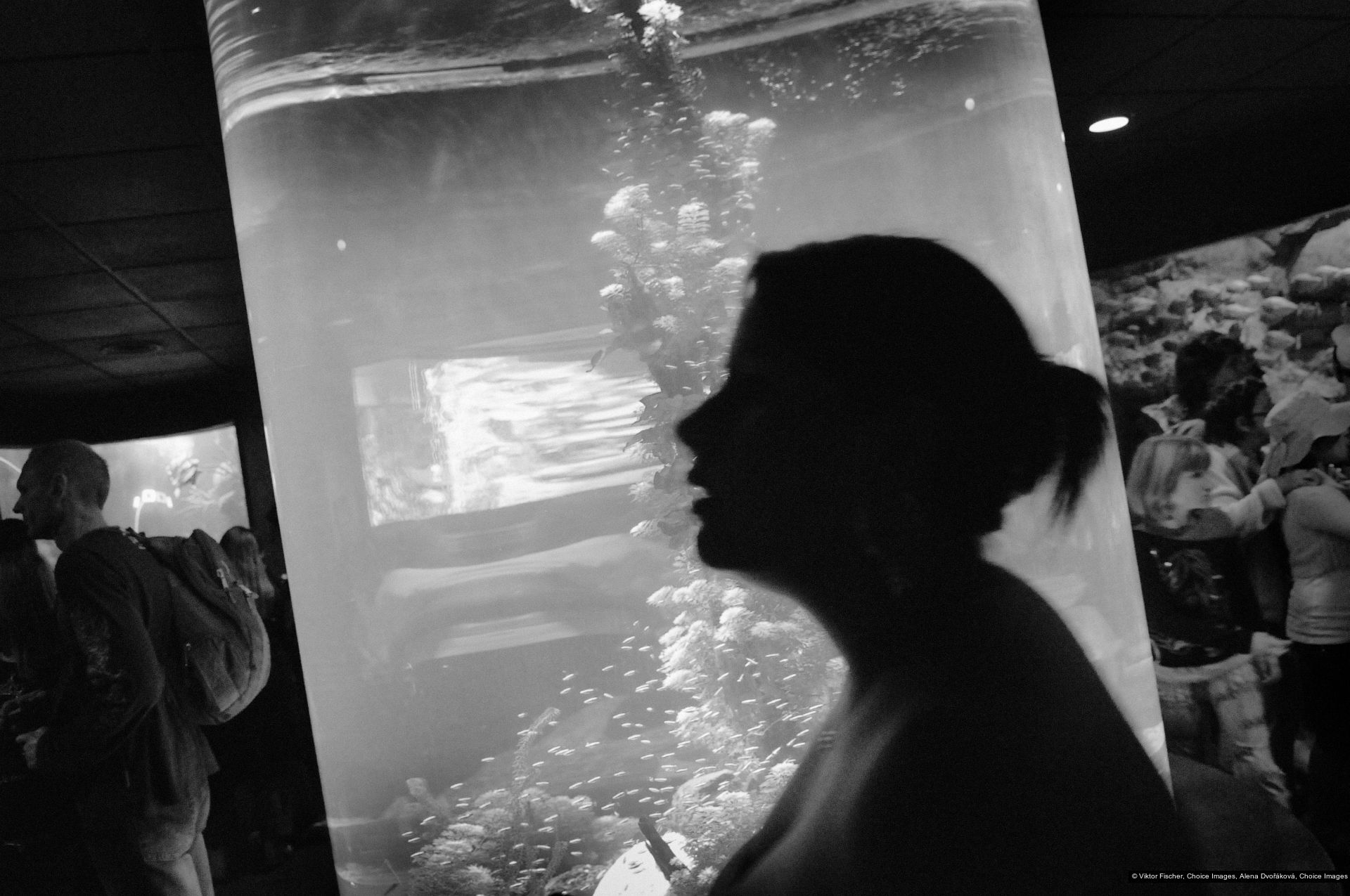 Viktor Fischer, Alena Dvořáková