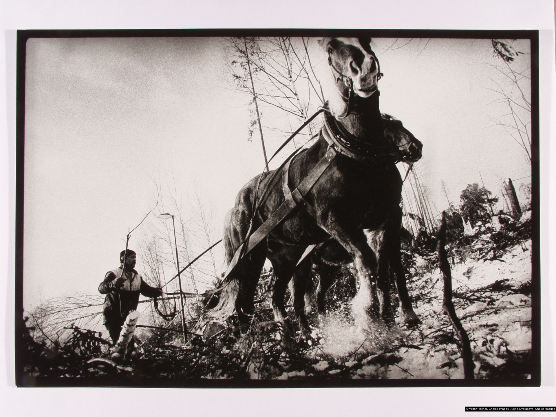 Viktor Fischer, Alena Dvořáková