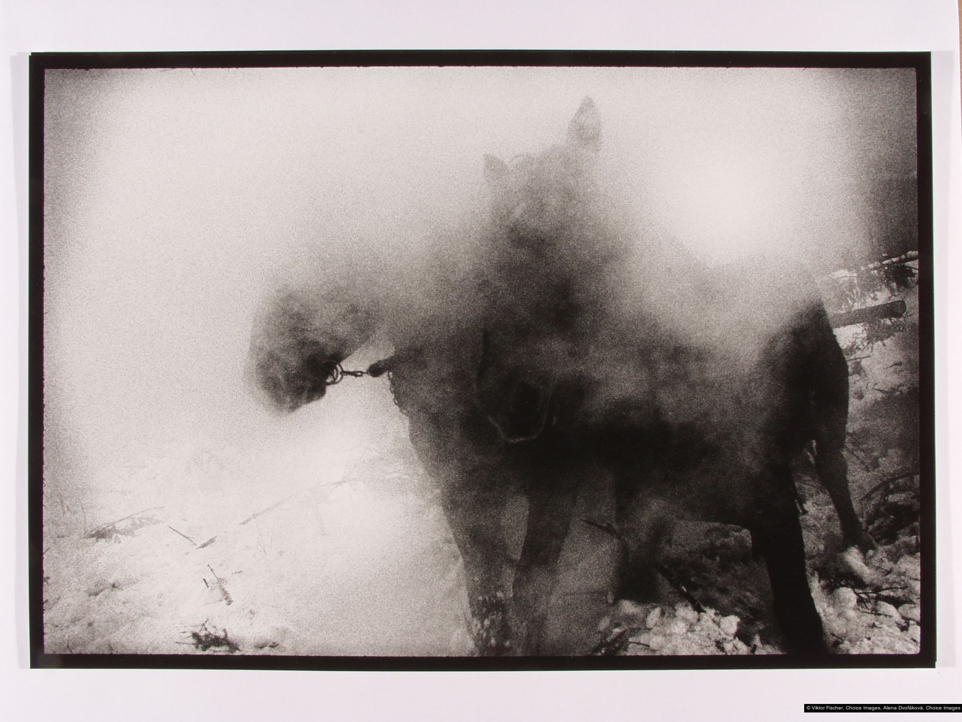 Viktor Fischer, Alena Dvořáková