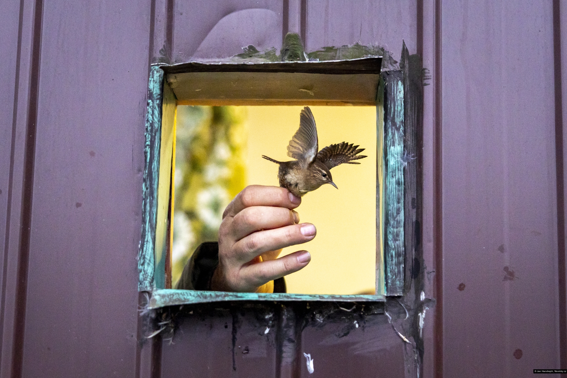 Jan Handrejch, Novinky.cz