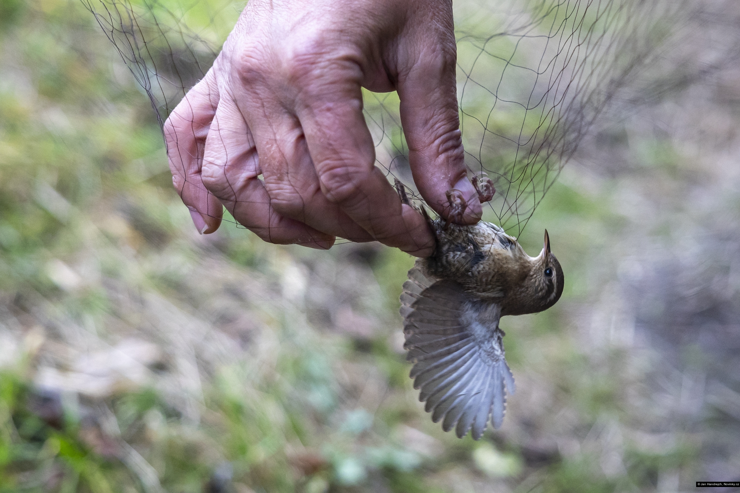 Jan Handrejch, Novinky.cz