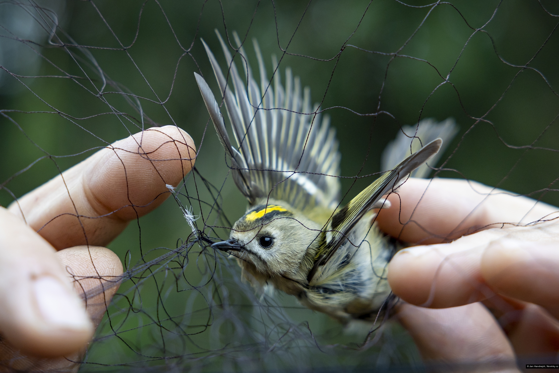 Jan Handrejch, Novinky.cz