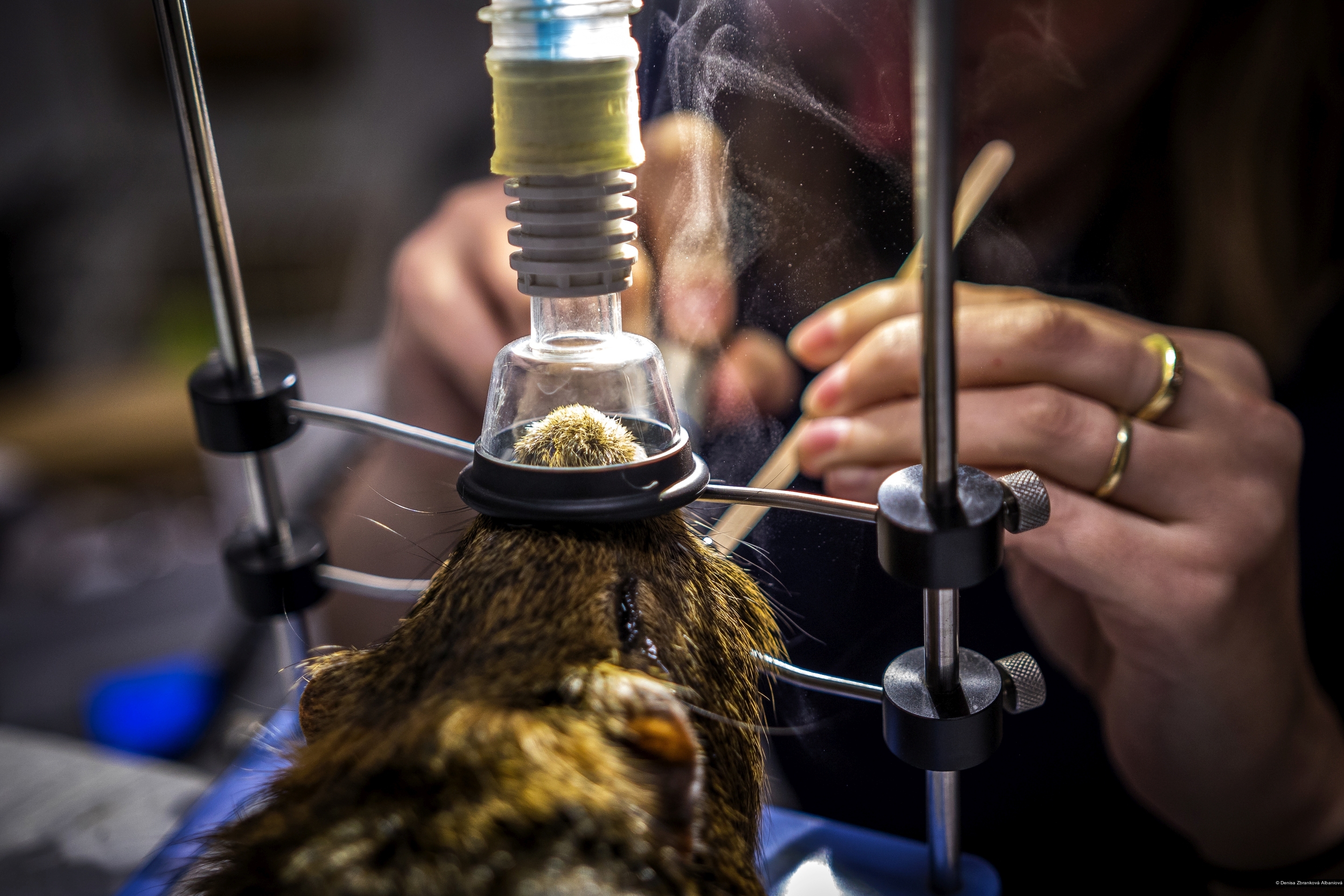 Denisa Zbranková Albaniová