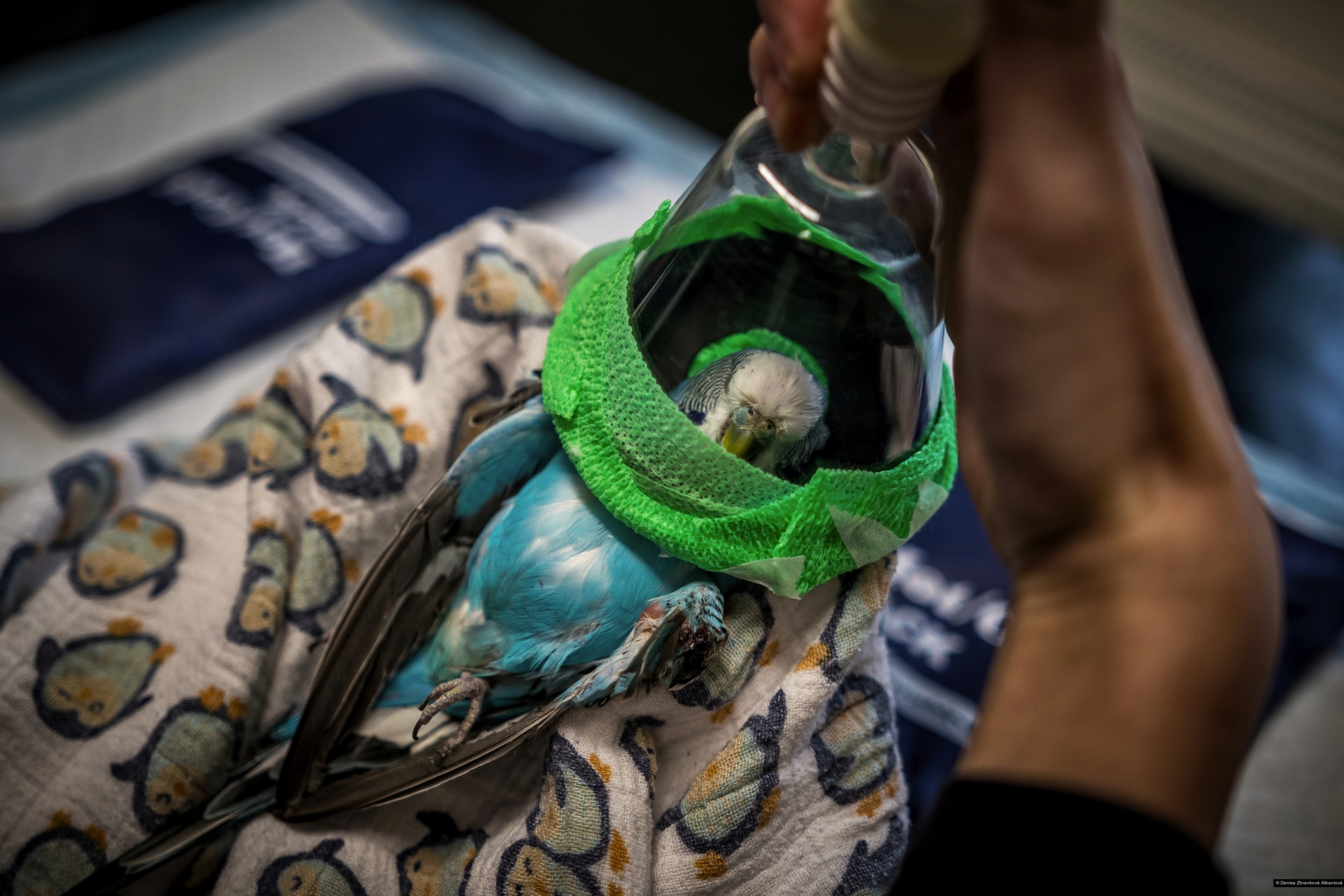 Denisa Zbranková Albaniová