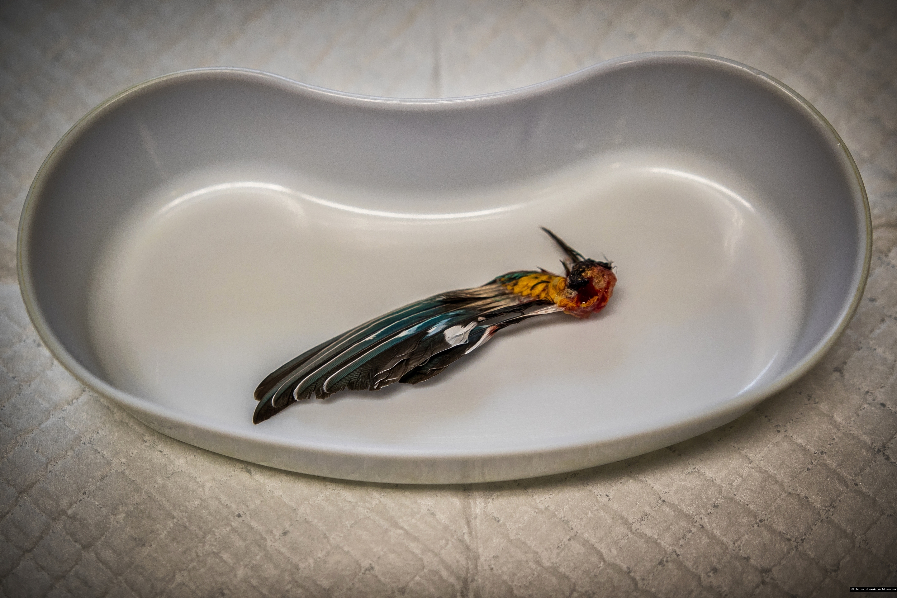 Denisa Zbranková Albaniová