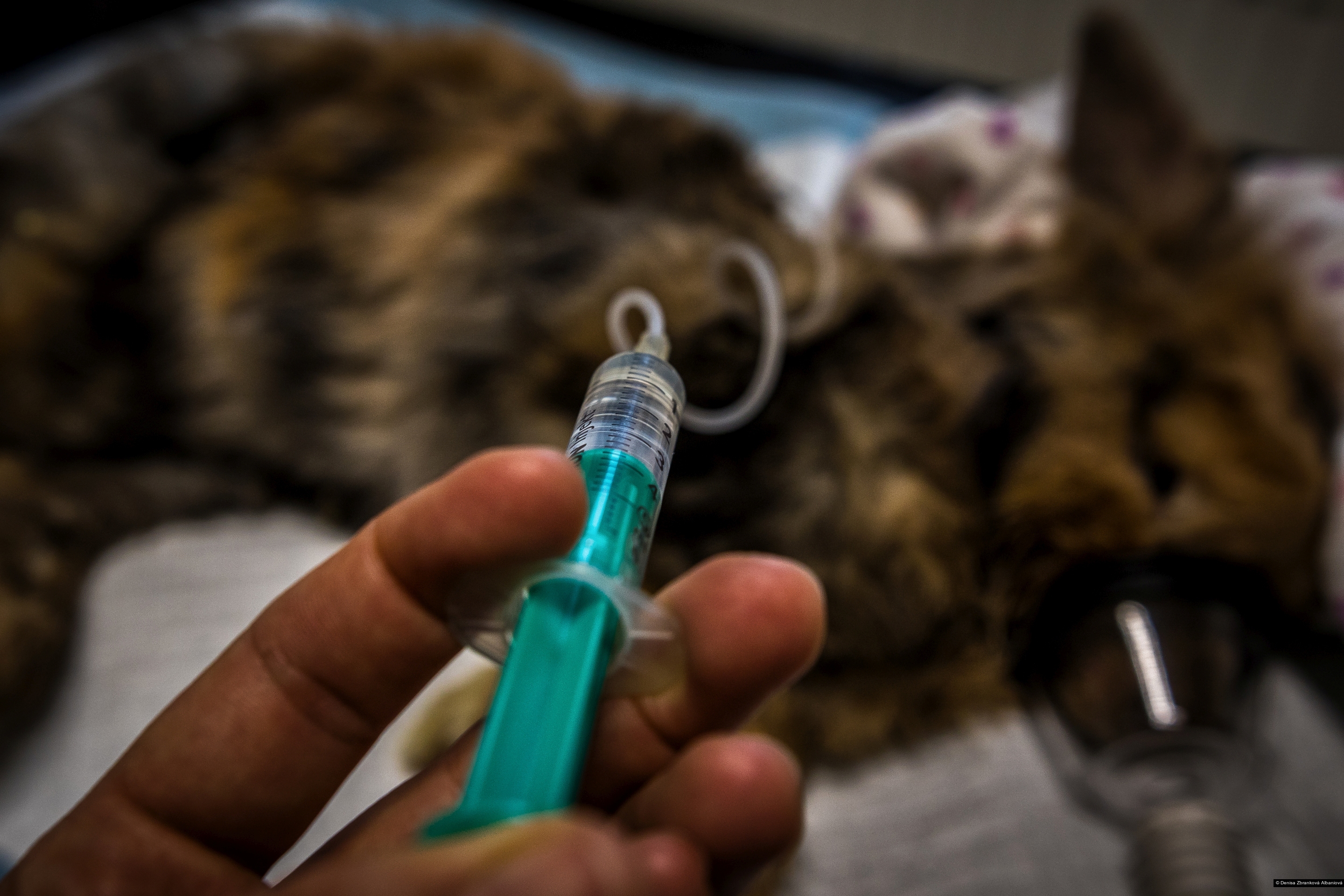 Denisa Zbranková Albaniová