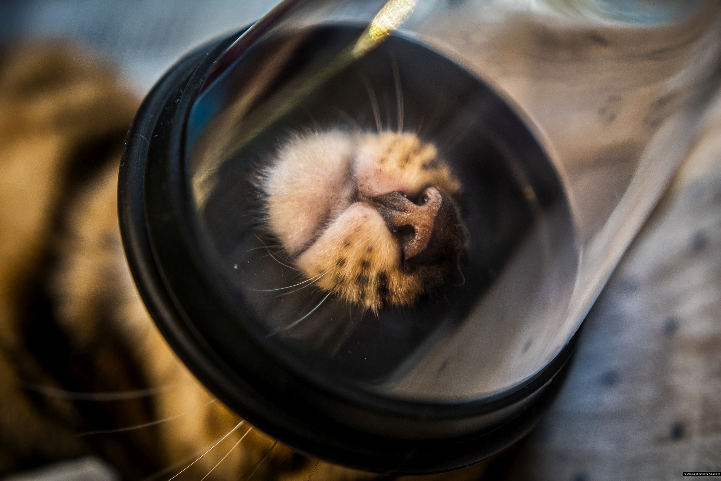 Denisa Zbranková Albaniová