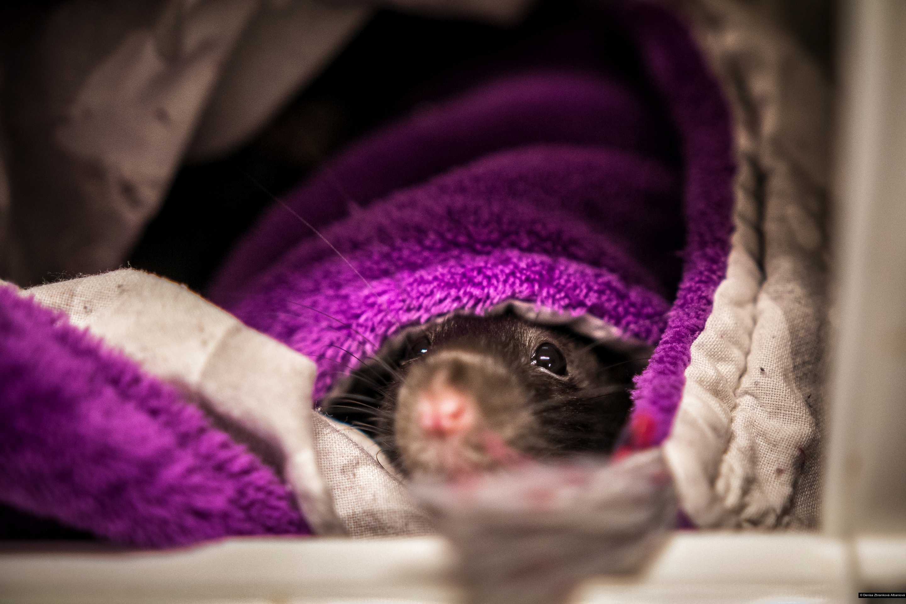 Denisa Zbranková Albaniová