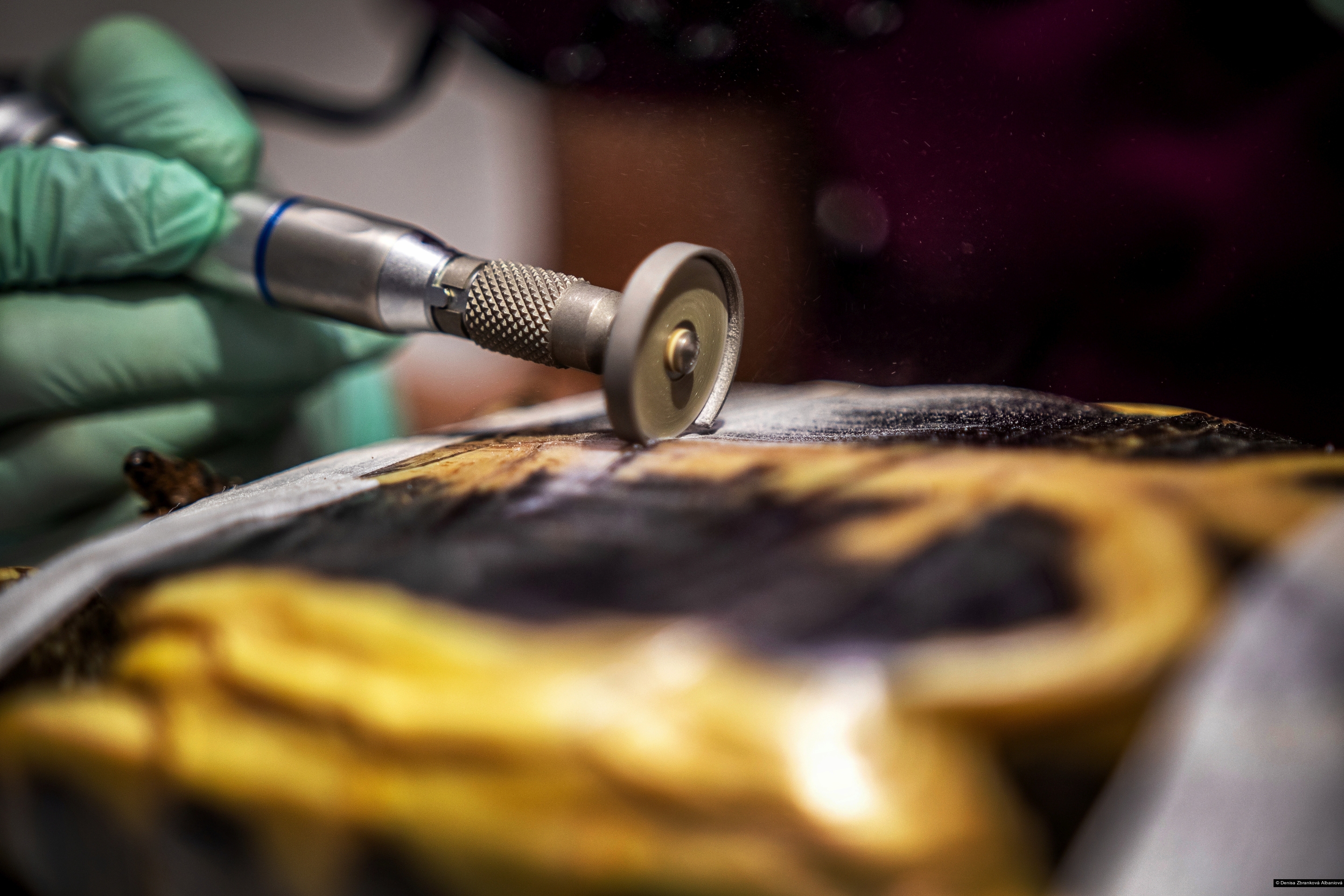 Denisa Zbranková Albaniová