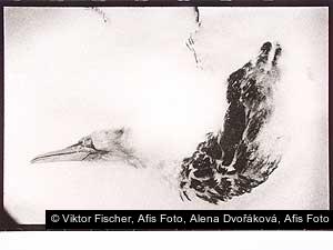 Viktor Fischer, Afis Foto, Alena Dvořáková, Afis Foto