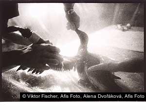 Viktor Fischer, Afis Foto, Alena Dvořáková, Afis Foto