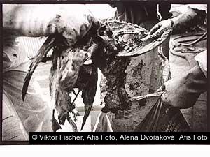 Viktor Fischer, Afis Foto, Alena Dvořáková, Afis Foto