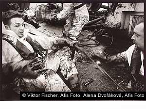 Viktor Fischer, Afis Foto, Alena Dvořáková, Afis Foto