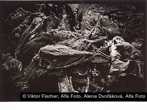 Viktor Fischer, Afis Foto, Alena Dvořáková, Afis Foto