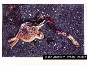 Jan Zátorský, Týden/ Instinkt