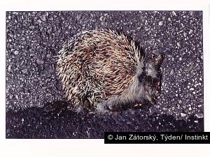 Jan Zátorský, Týden/ Instinkt