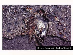 Jan Zátorský, Týden/ Instinkt