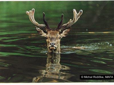 Michal Růžička, MAFA