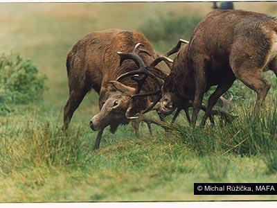 Michal Růžička, MAFA