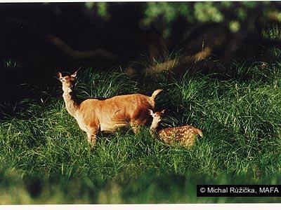 Michal Růžička, MAFA