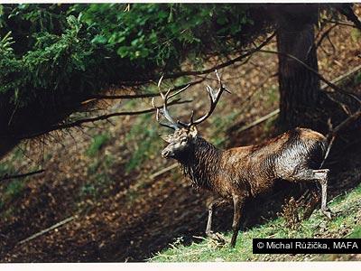 Michal Růžička, MAFA