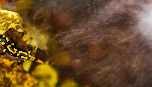 Příběh fotografie – Martin Ertner – Barvy podzimu a mlok skvrnitý 