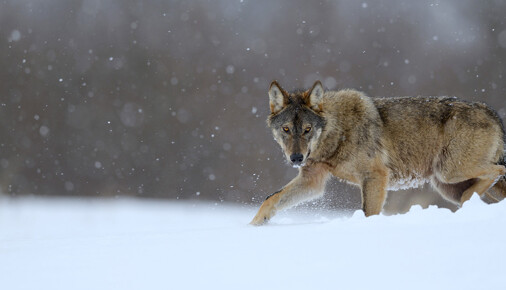Příběh fotografie – Petr Dolejšek – Vlk obecný ve sněhové vánici