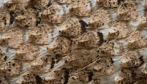 Příběhy fotografií – Living Zoology