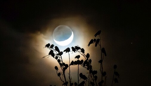 Příběh fotografie – Havraní spánek před odletem 