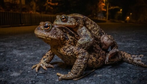 Příběh fotografie – Jarní migrace