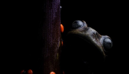 Příběh fotografie – Hyloscirtus lindae