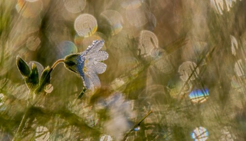 Příběh fotografie – Pomíjivost kapek