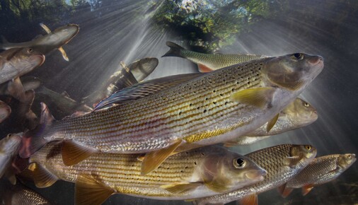 Příběh fotografie – Lipani v protisvětle