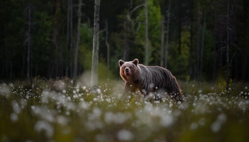 Příběh fotografie – Obr na obhlídce