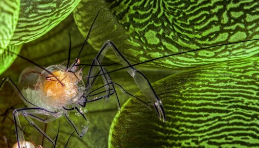 Příběh fotografie - Dvě krevetky ukryté v korálu