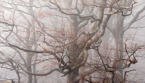 Příběh fotografie - Les, který šeptá