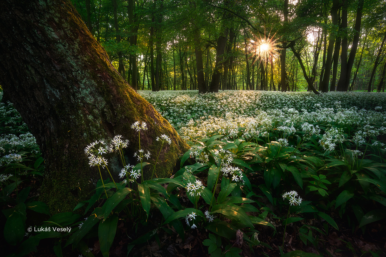 czech nature photo nominace český les – lukáš veselý