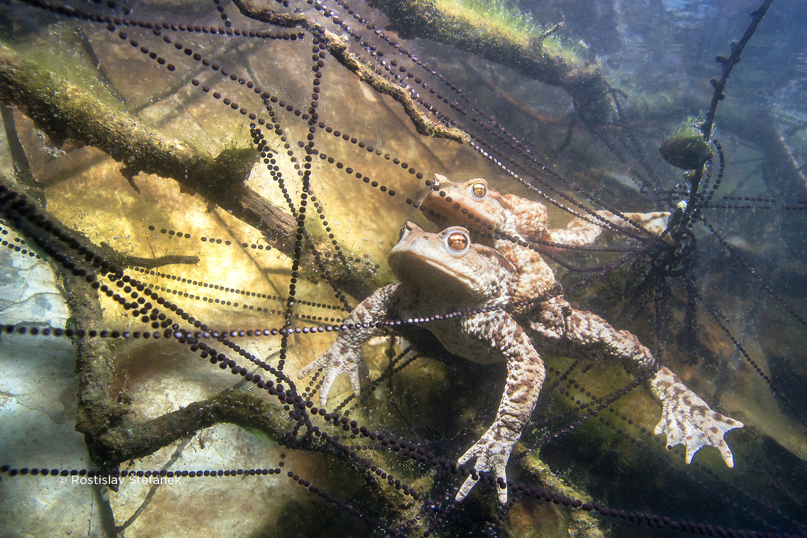 czech nature photo nominace plazi obojživelníci podvodní život – rostislav štefánek