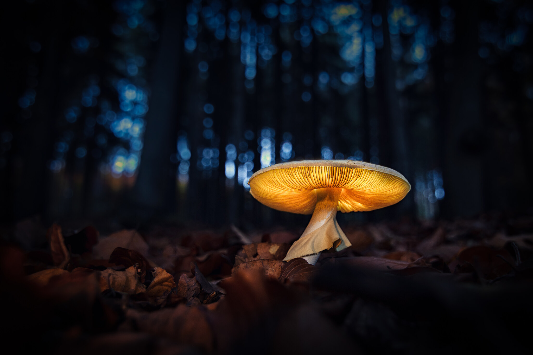 czech nature photo nominace Rostliny a houby (volně rostoucí) – Jan Stria