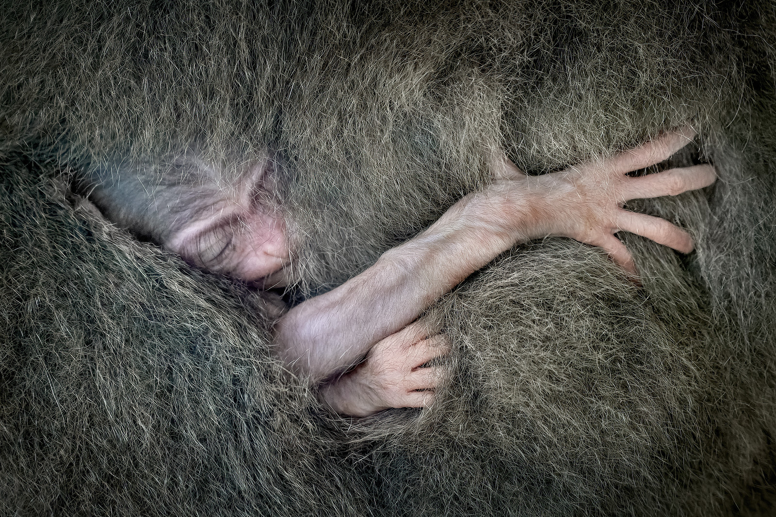 czech nature photo nominace zvířata v lidské peči - Petr Bambousek
