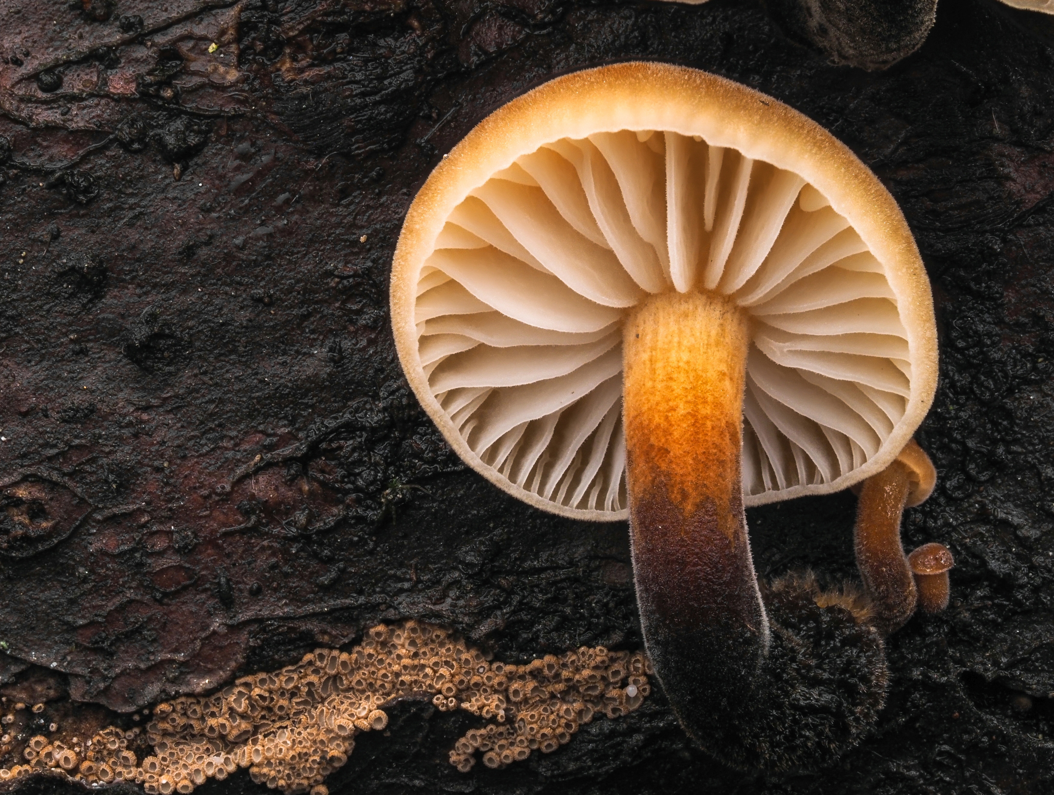 czech nature photo nominace rostliny a houby – Svitlana Mehela