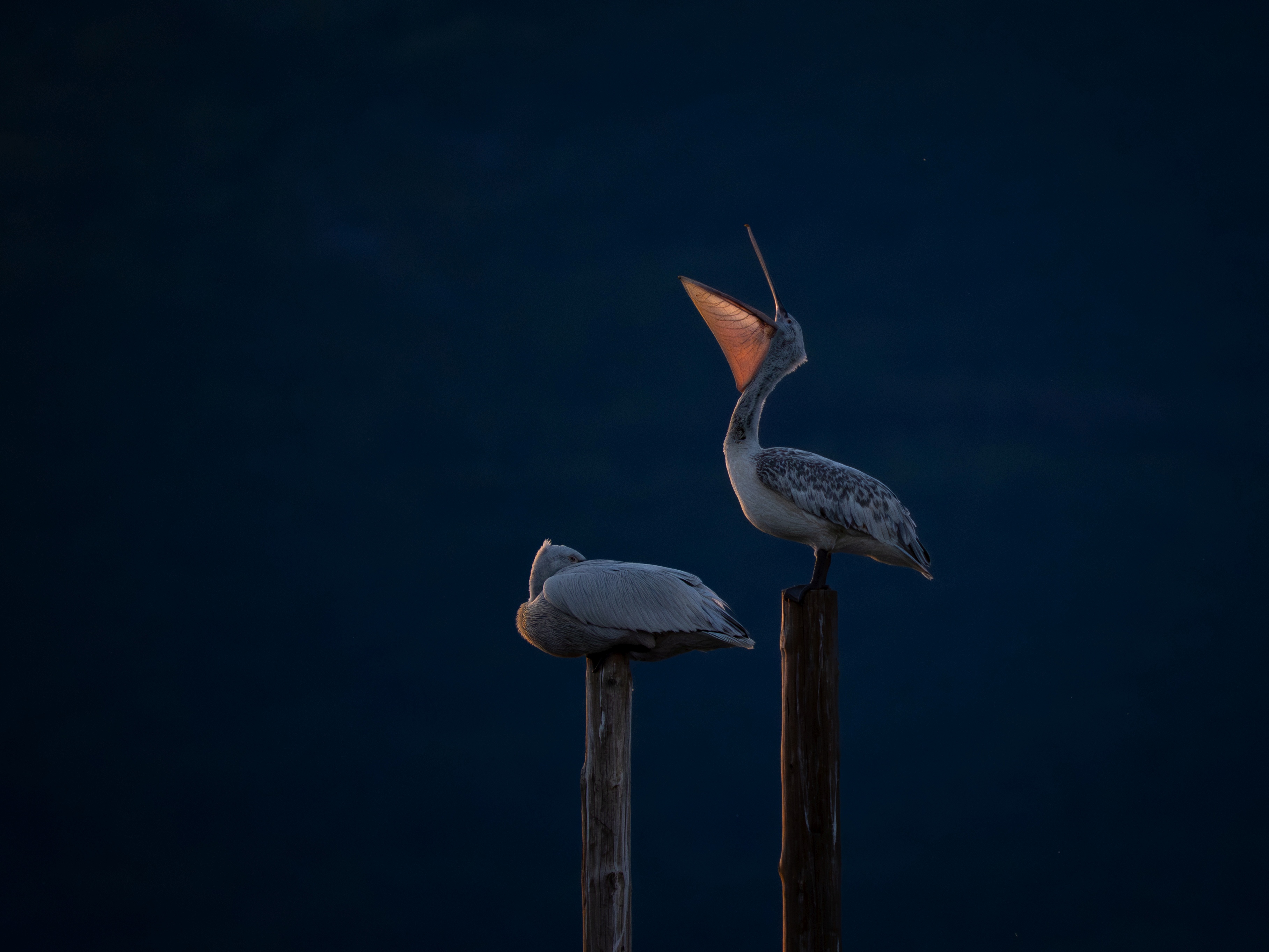 czech nature photo nominace Junior / studenti středních škol - Matyáš Gráf