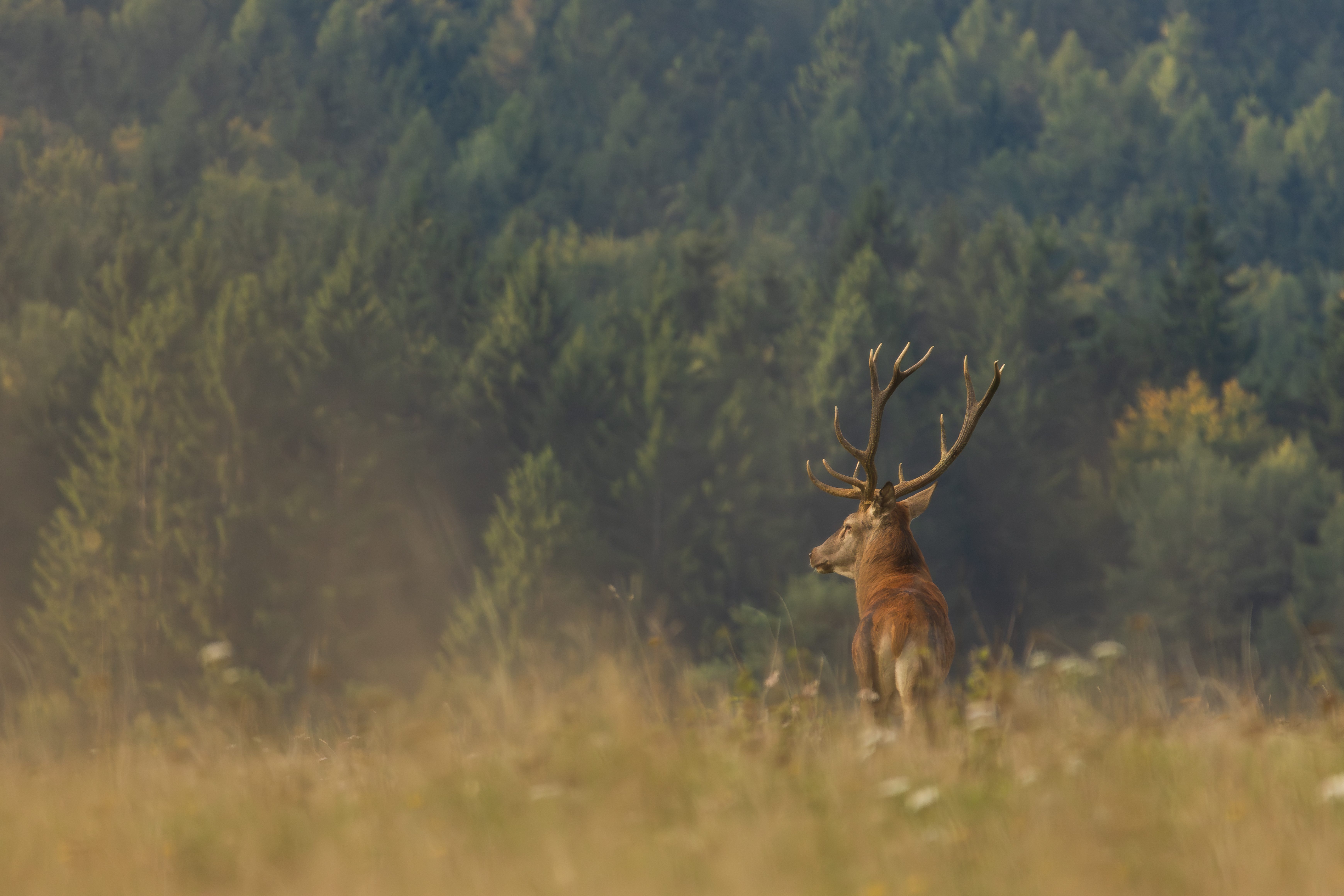 czech nature photo nominace Junior / starší žáci – Daniel Čech
