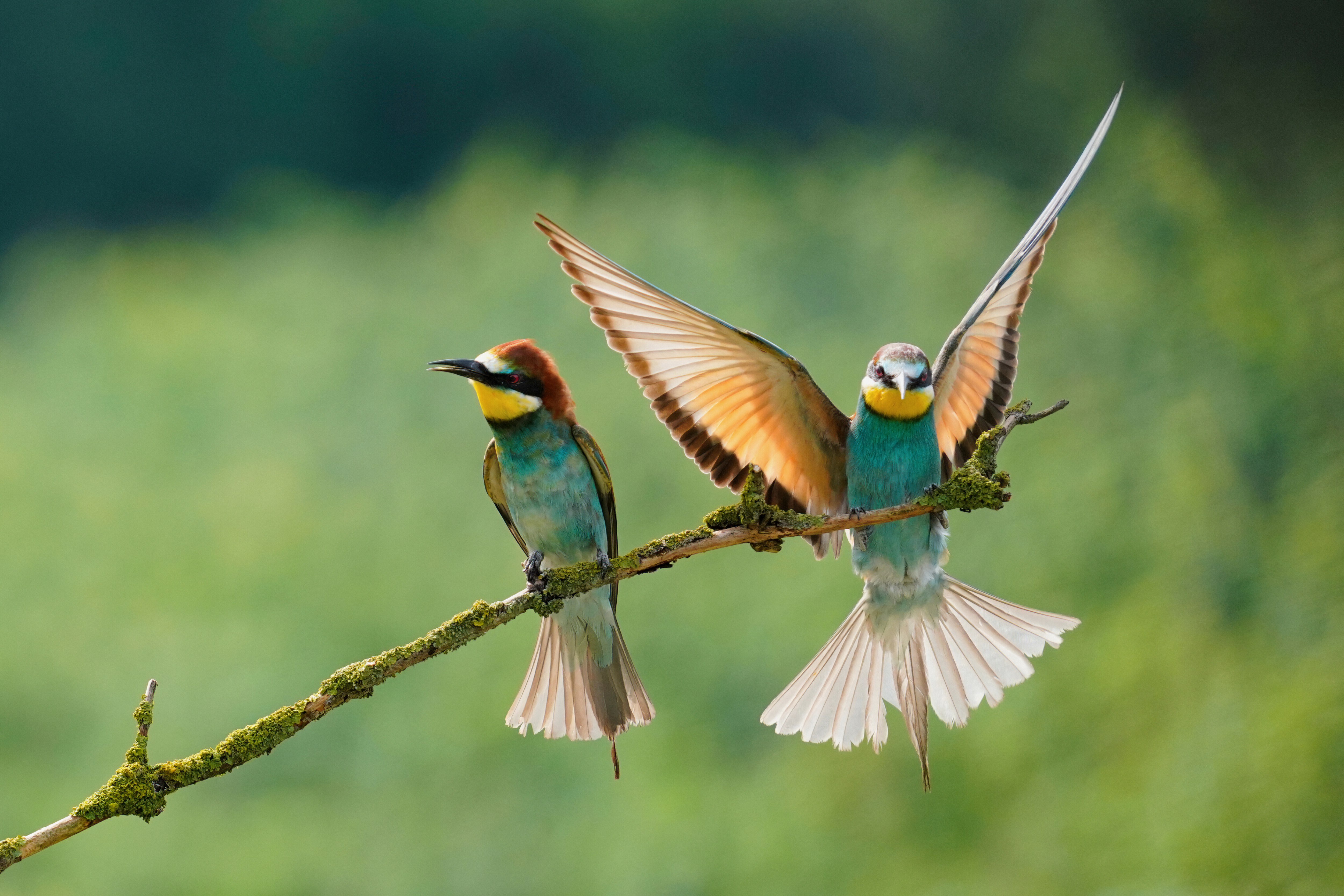 czech nature photo nominace Junior / mladší žáci - Vladimíra Vošická