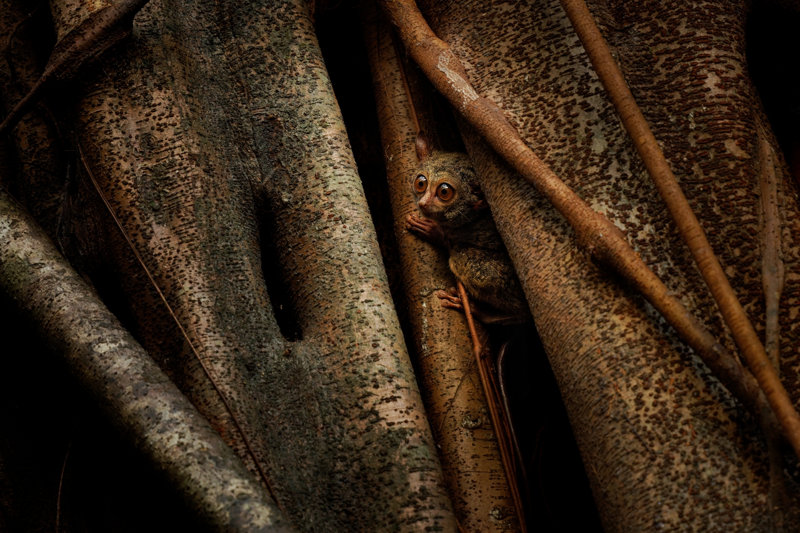 czech nature photo nominace savci – Martin Pelánek - Už můžu?