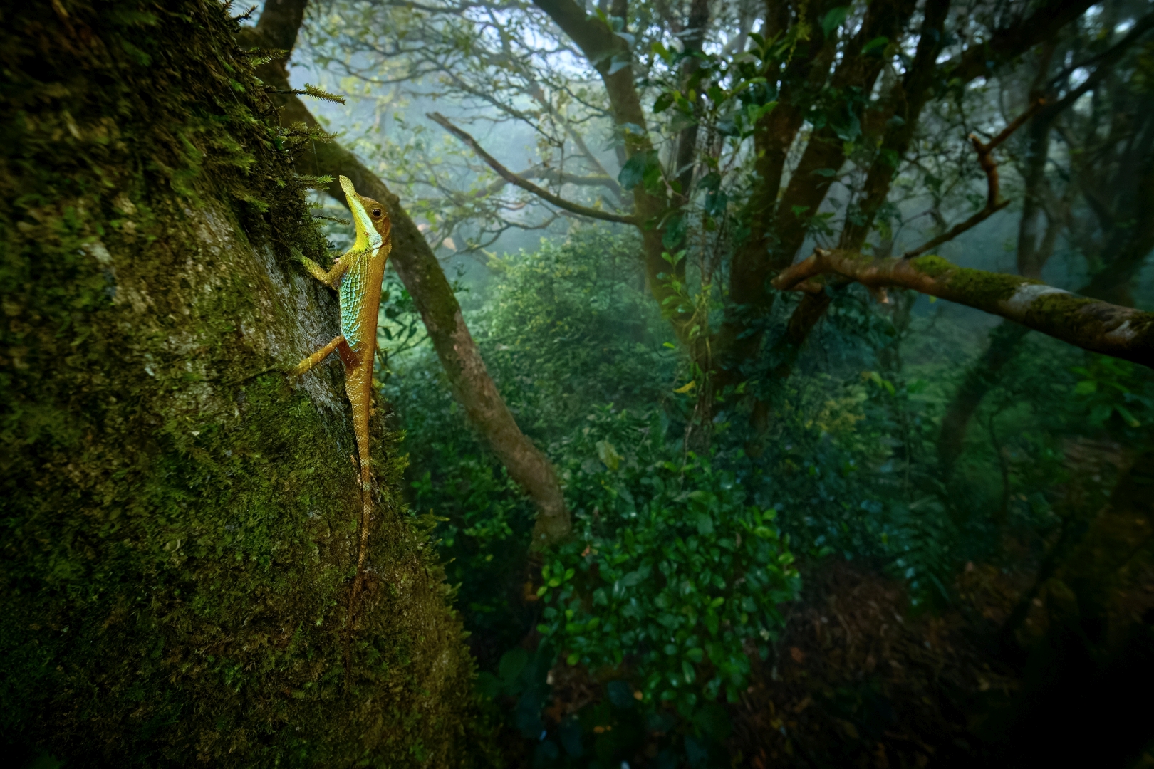 czech nature photo nominace Zvířata ve svém prostředí – Petr Bambousek - Listonoska