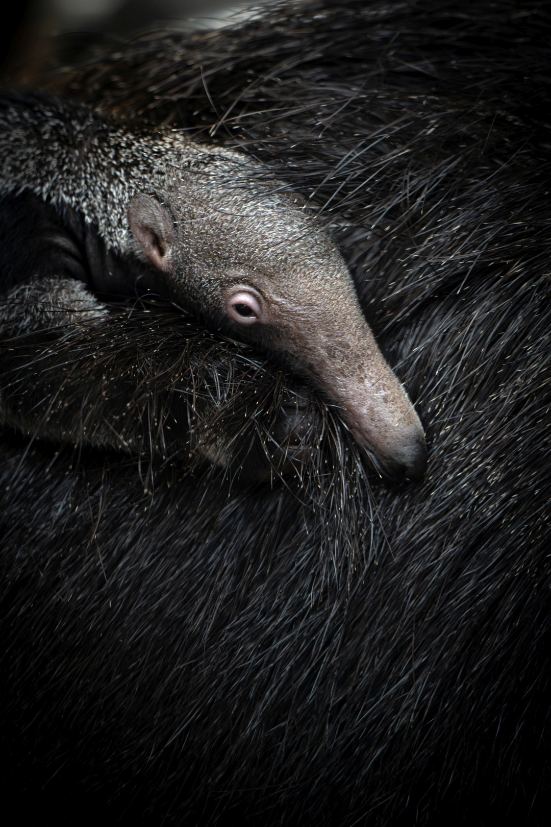 czech nature photo nominace zvířata v lidské péči – Vojtěch Reš - Jako klíště