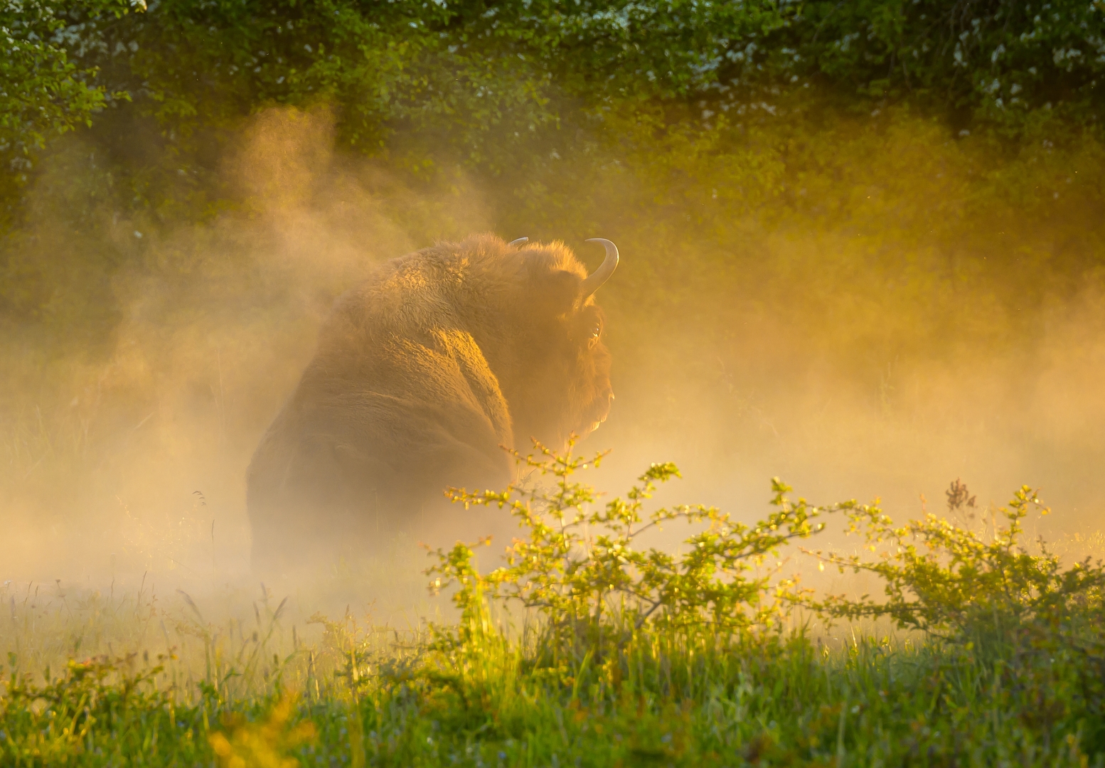 czech nature photo nominace zvířata v lidské peči - Vojtěch Lukáš – Prachová koupel